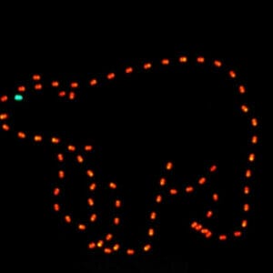 6' Walking Bear Holiday Light Display
